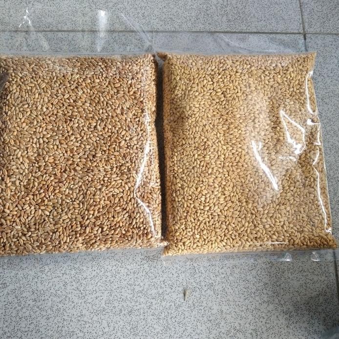 

Terlaris H1Catgrass Wheatgrass Benih Gandum Utuh 1 Kilogram - Kuningtbk