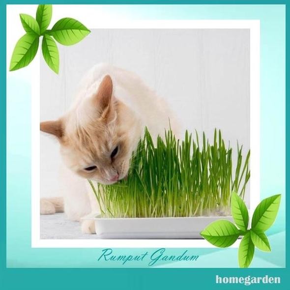 

Terlaris Bibit Cat Grass Benih Rumput Kucing Bibit Wheatgrass Benih Rumput Gandum