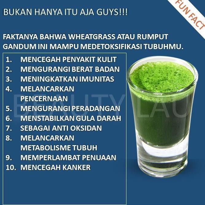 

Terlaris Termurah Benih Wheatgrass 500Gr Bibit Rumput Gandum Biji Cat Grass Microgreen