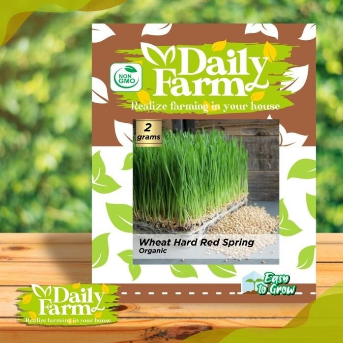

Terlaris Griyana-Benih Wheat Hard Red Spring / Benih Organic Rumput Gandum - Daily Farm