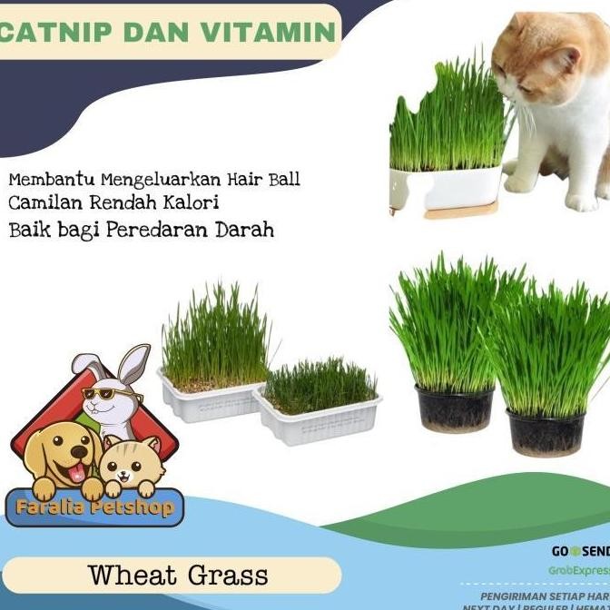 

Terlaris Ankn Bibit Benih Wheat Grass Rumput Biji Gandum Catgrass Cat 25G 50G 100G