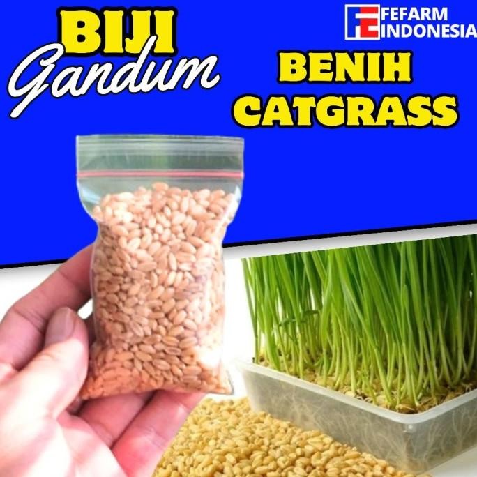 

Terlaris Biji Gandum Rumput Kucing 10Gr Benih Biji Gandum Rumput Cat Grass Wheatgrass Fefarm