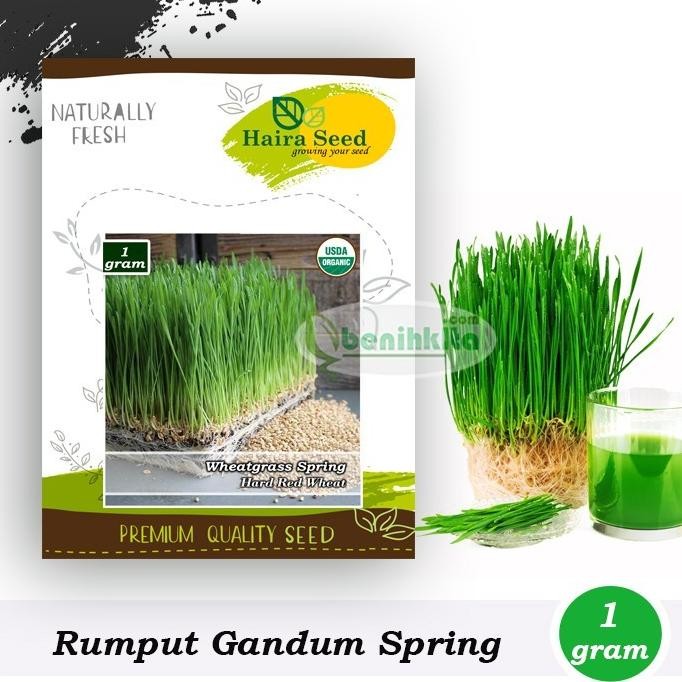 

Terlaris Original Benih-Bibit Rumput Gandum/Wheatgrass Merah Organik (Haira Seed)
