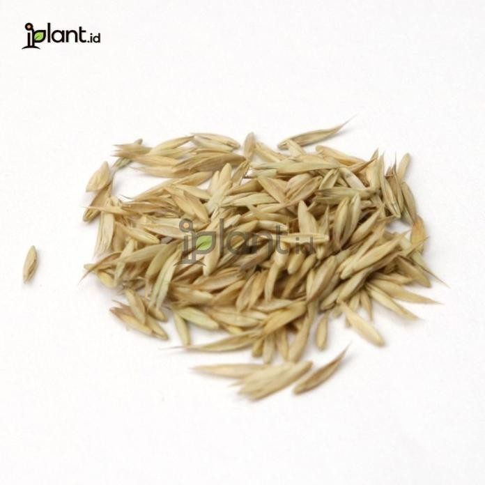 

Terlaris Benih Rumput Gandum - Biji Rumput Kucing Sehat (Catgrass Yogkki 5281Nk