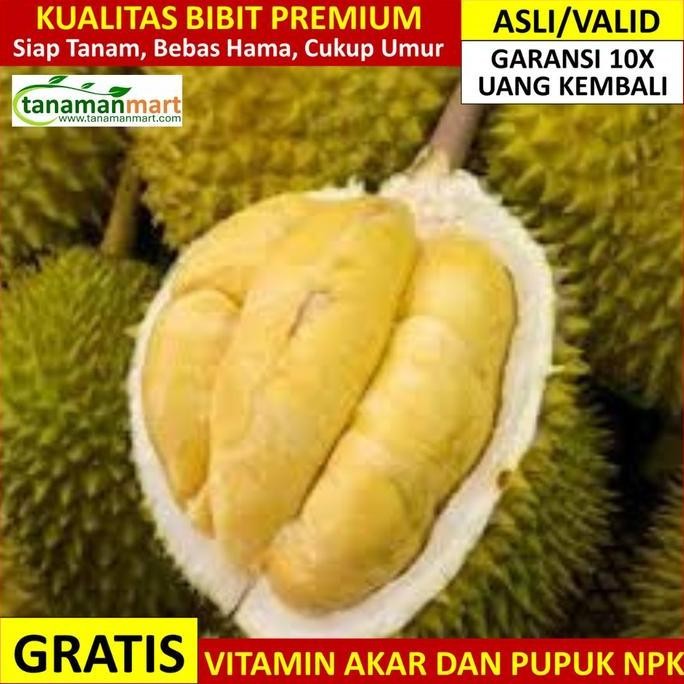 

Bibit Durian Bawor Asli Bergaransi, Pohon Buah Duren Banyumas Valid