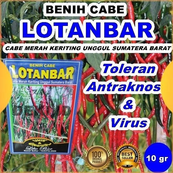 

Benih Cabe CMK Lotanbar 10 Gram Bibit Cabai Merah Keriting Unggul