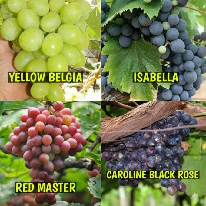 

Bibit Anggur 1 Paket Isi 4 Jenis Anggur