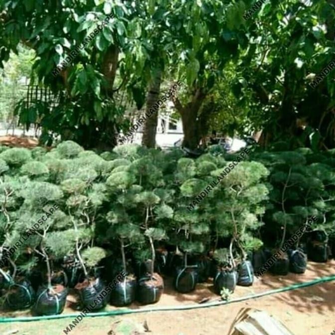 

Bibit Bonsai Cemara Udang / Pohon Bonsai Cemara Udang