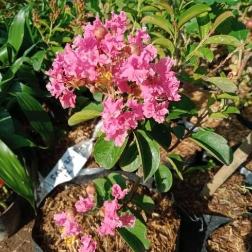 

bibit bunga sakura mini