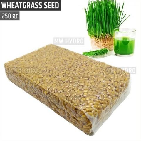 

Terlaris New Benih Wheat Grass Wheatgrass Seed Biji Rumput Gandum - 250 Gram