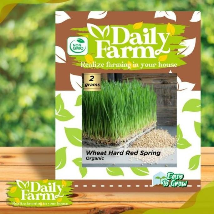 

Terlaris Benih Wheatgrass Organic Red Spring / Rumput Gandum - Daily Farm