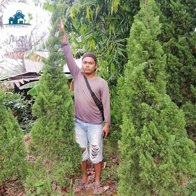 Pohon Cemara Kipas 2 Meter Co