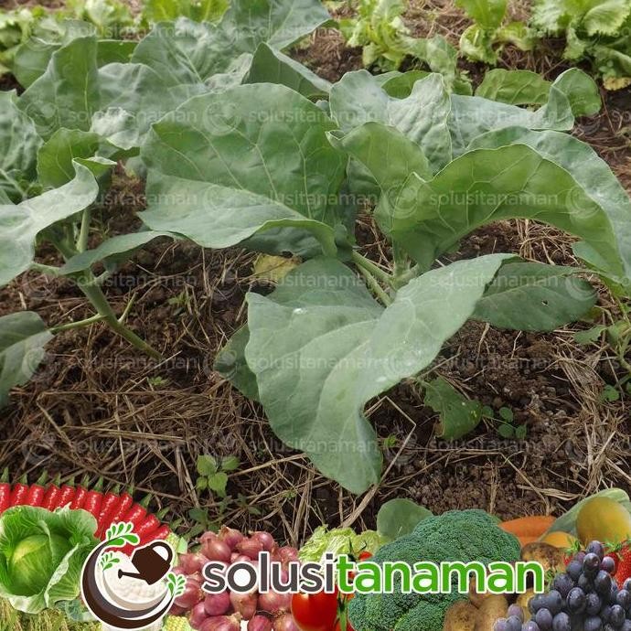 

BENIH KAILAN CHINESE KALE WINSA SHARP LEAF 20GR (5.650 BIJI) BIBIT KAILAN WINSA BENIH KAILAN TA FUNG BIBIT KAILAN BIBIT BENIH TA FUNG SEED BENIH TAFUNG BIBIT TAFUNG BENIH SAYUR SAYURAN BUAH TANAMAN ORGANIK HIDROPONIK KEBUN TERMURAH