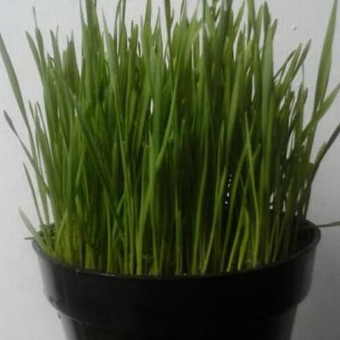 

Terlaris (Ready) Catgrass Seed Import/Wheatgrass/Benih Rumput Gandum Isi 1 Kilogram Bestseller
