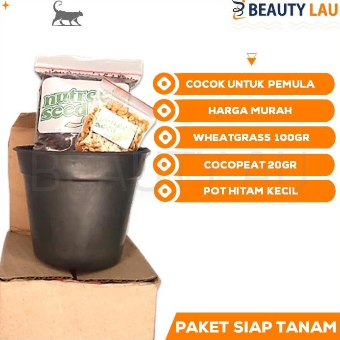 

Terlaris Rumput Kucing Paket Siap Tanam Wheatgrass Bibit Rumput Gandum Kucing Benih Biji Cat Grass Seed Pot
