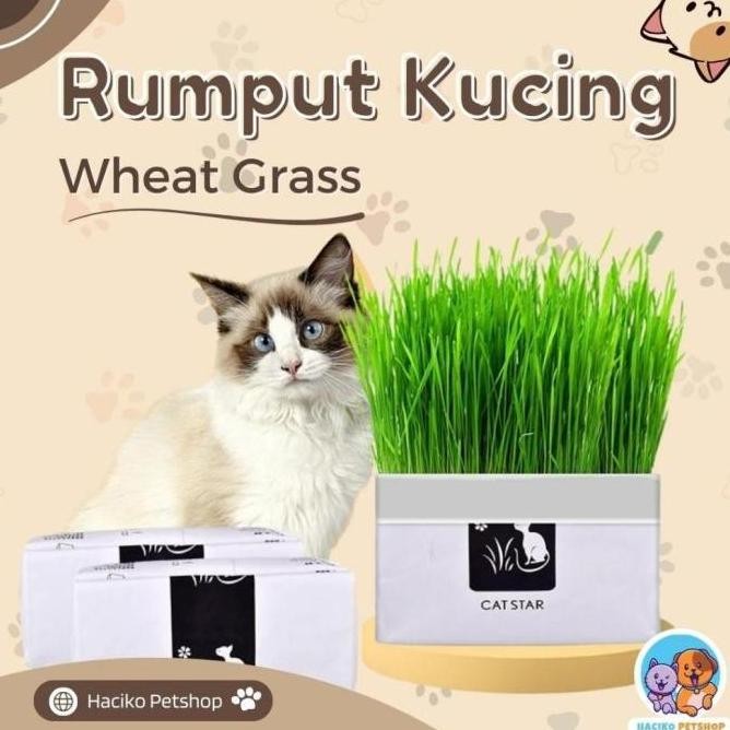 

Terlaris Paket Hemat [Haciko Petshop] Rumput Kucing Paket Tumbuh Benih Gandum
