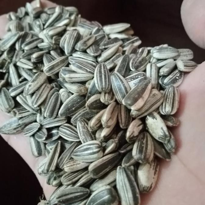 

BIJI KUACI KWACI HITAM 1KG SUN SEED BUNGA MATAHARI PAKAN MAKANAN TERMURAH