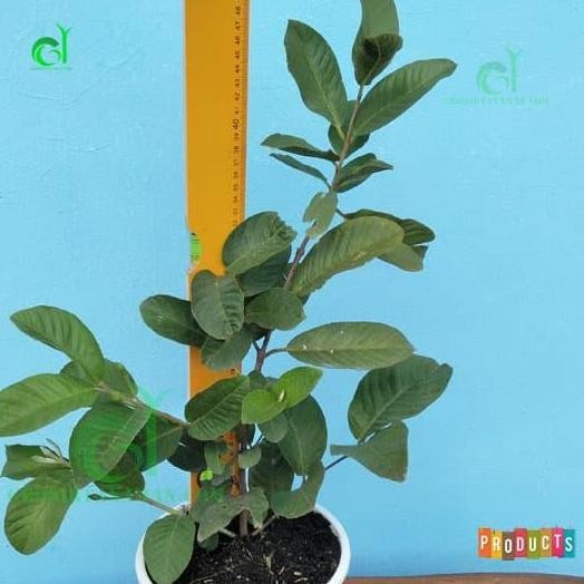 

BIBIT JAMBU KRISTAL PUTIH BUAH NON BIJI TINGGI 70 CM UP TERMURAH