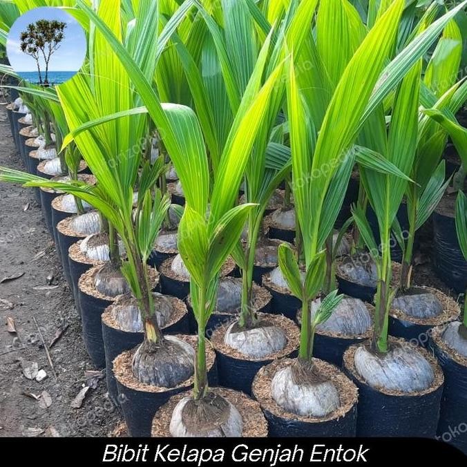 bibit kelapa genjah entok super unggul pendek berbuah PREMIUM