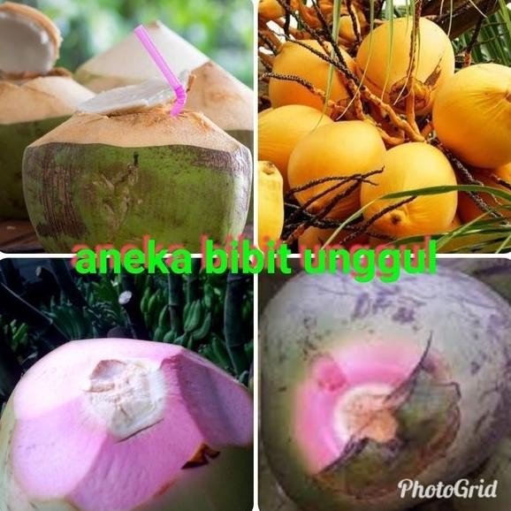 paket 3 bibit kelapa wulung kelapa hibrida hij kelapa PREMIUM