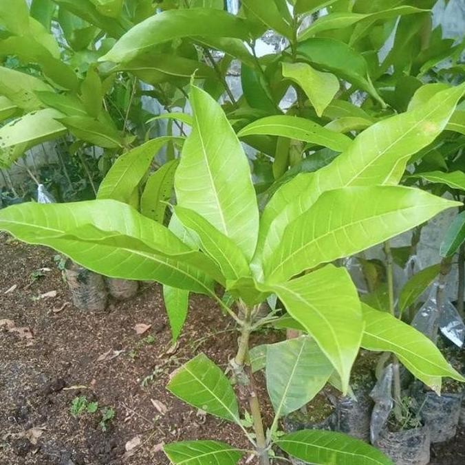 Bibit Tanaman Buah Mangga Manalagi / Lalijiwo PREMIUM