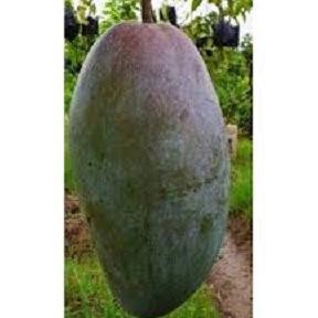 Bibit Tanaman Mangga Kiojay - Mangga Jumbo Super PREMIUM