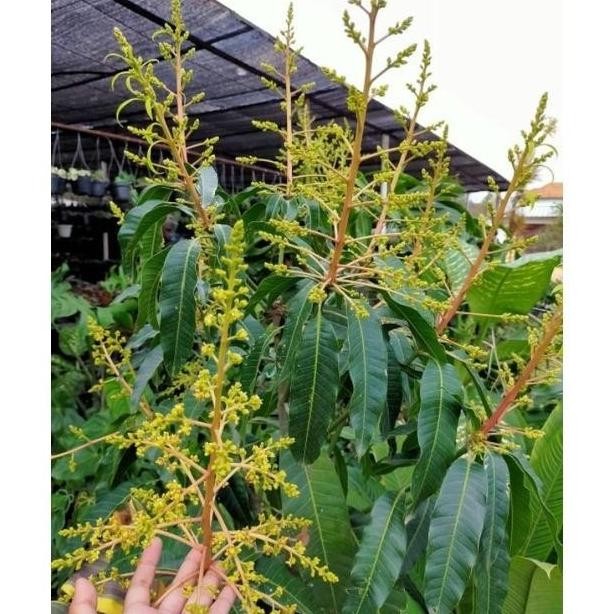Bibit Tanaman buah Mangga Manalagi Hasil Stek Cangkok Okulasi COD BB30 PREMIUM
