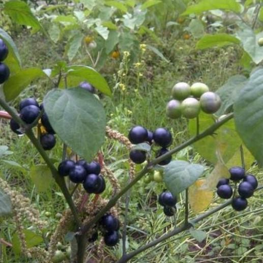 Pohon Leunca/Ranti-Bibit Tanaman Leunca/Buah Ranti 1 PREMIUM GENJAH