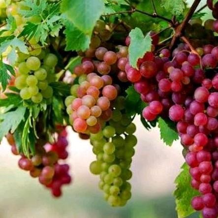 bibit pohon buah anggur jupiter // pohon anggur jupiter //bibit tanaman anggut jupiter // pohon buah