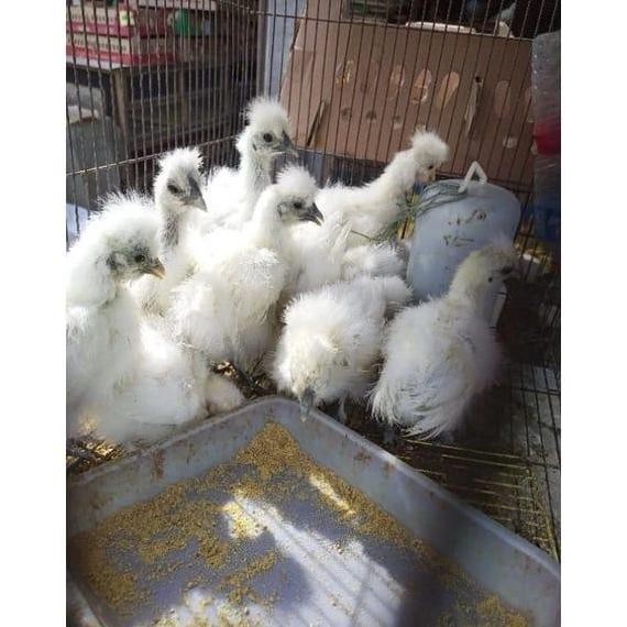 Ayam Kapas - Ayam Hias Kapas - Ayam Bulu Kapas - Bonus Vitamin