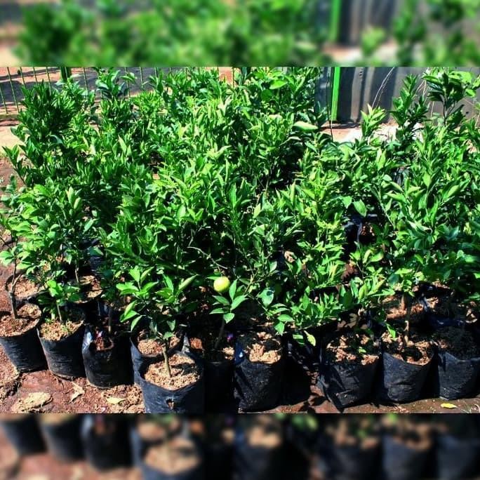 

Terlaris Bibit Pohon Jeruk Nipis Tanaman Buah Herbal