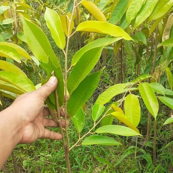 

Terlaris Bibit Durian Musangking, Bawor, Oche