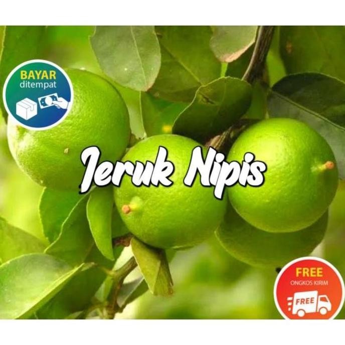 

Terlaris Super Best Bibit Tanaman Buah Jeruk Nipis Super Genjah Pohon Jeruk