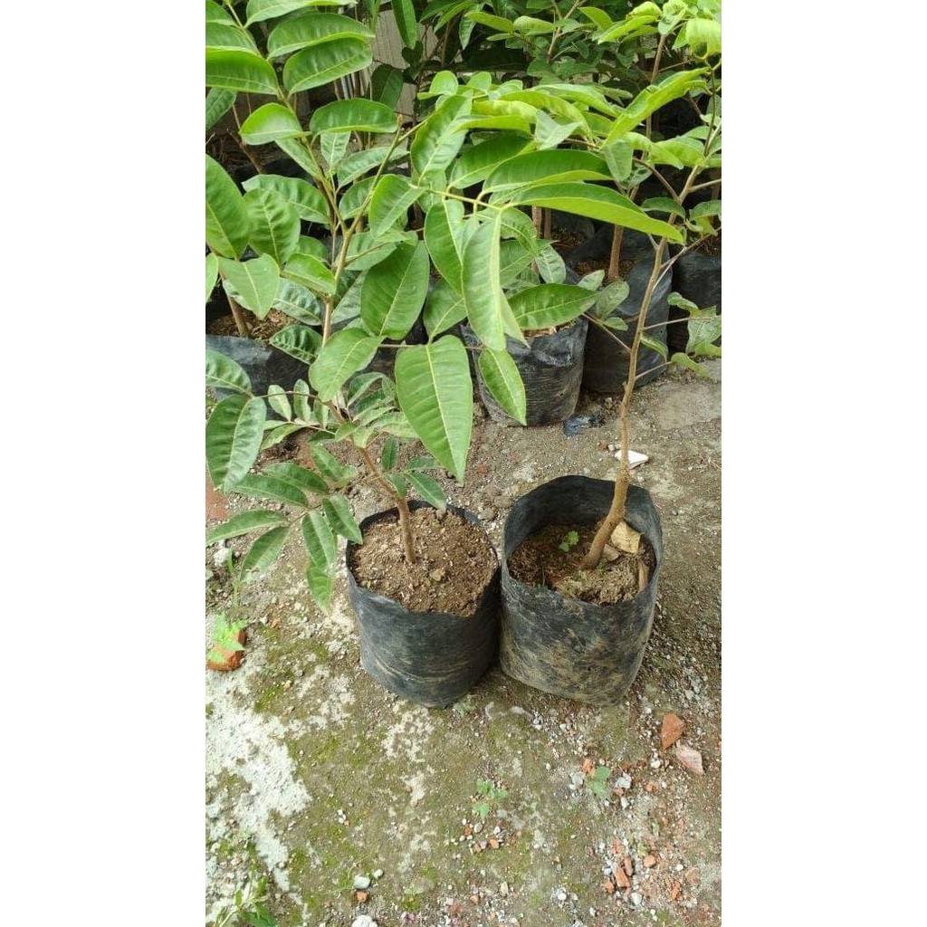 

Terlaris Bibit Buah Kelengkeng Aroma Durian Stek/Okulasi Cepat Berbuah