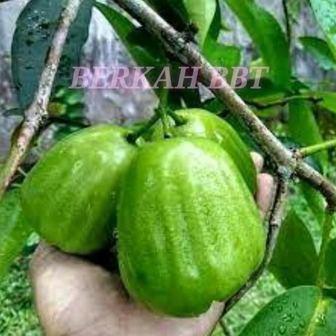 

Terlaris Benih/Bibit Buah Jambu Kiojok