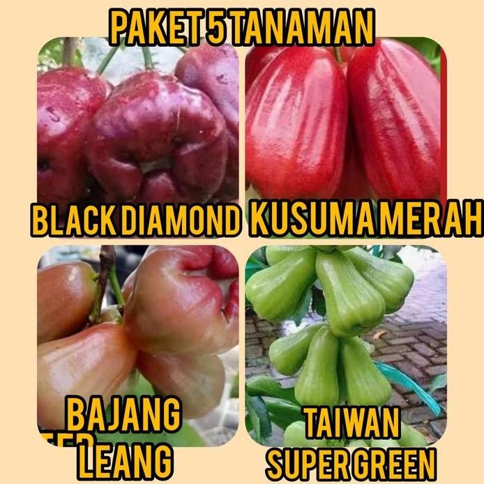 

Terlaris Paket 4 Bibit Jambu Black Diamond, Kusuma Merah, Bajangleang, Tsg
