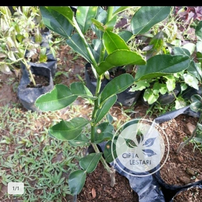 

Terlaris Bibit Jeruk Nipis Bumbu