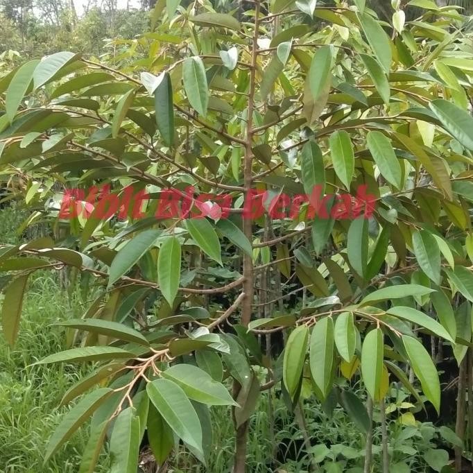 

Terlaris Bibit Unggul Durian Musangking,Bawor,Duri Hitam Kaki 3 - Pohon Durian