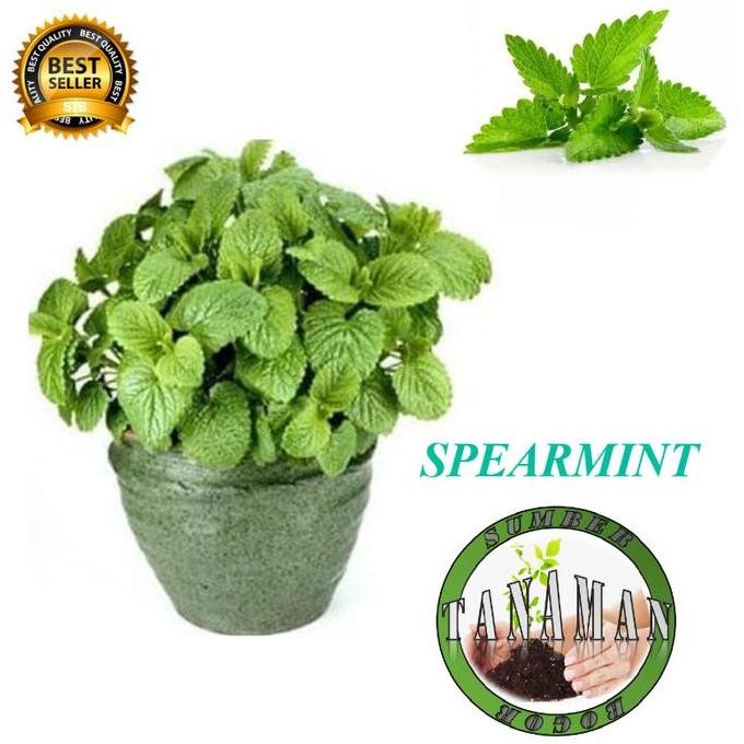 

Terlaris Bibit Tanaman Daun Spearmint Mint Mentha