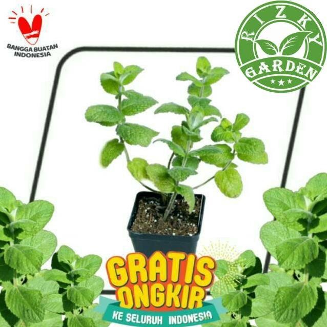 

Terlaris Bibit Pohon Tanaman Daun Apple Mint / Apel Mint