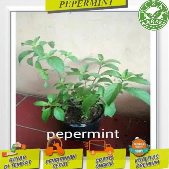 

Terlaris Bibit Tanaman Daun Mint Peppermint