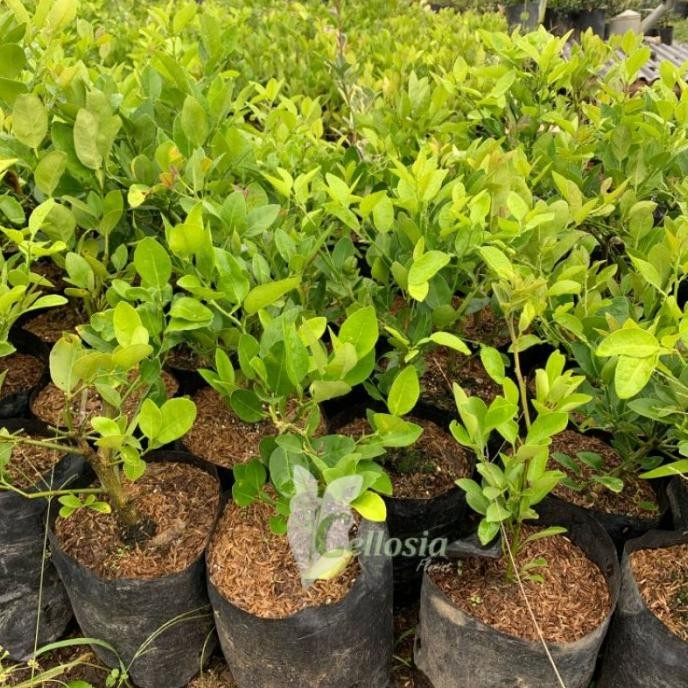 

Terlaris Bibit Tanaman Buah Jeruk Nipis / Jeruk Pecel Cangkok Cepat Berbuah