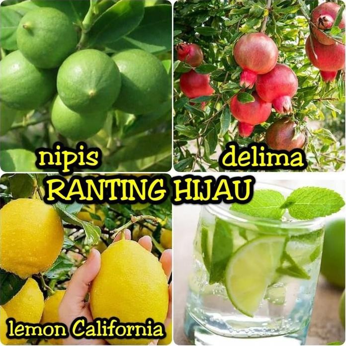 

Terlaris Paket 3 Jenis Bibit Buah Delima Merah-Jeruk Nipis-Lemon California