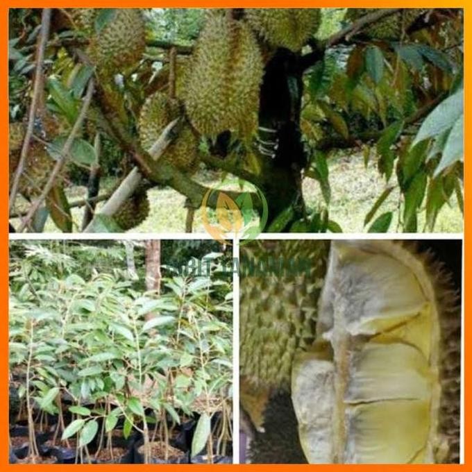 

Terlaris Bibit Durian Monthong Kaki 3 Unggul New