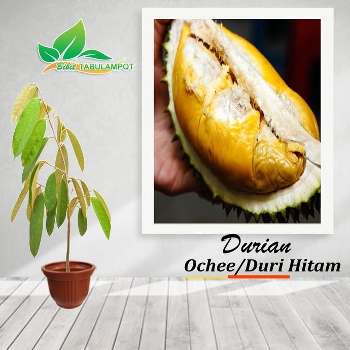 

Terlaris Bibit Tanaman Buah Durian Duri Hitam - Tinggi 60Cm Berkualitas