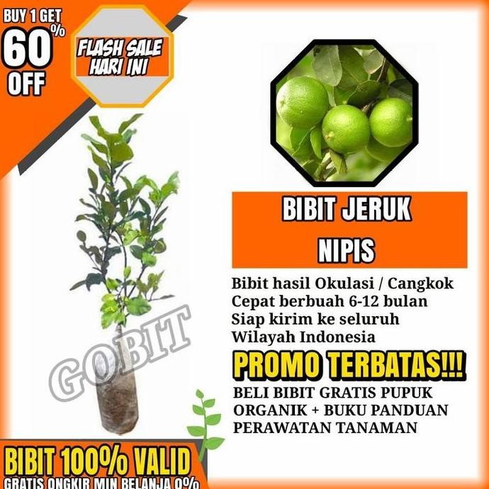 

Terlaris Bibit Tanaman Pohon Jeruk Nipis Hasil Okulasi Jaminan Asli