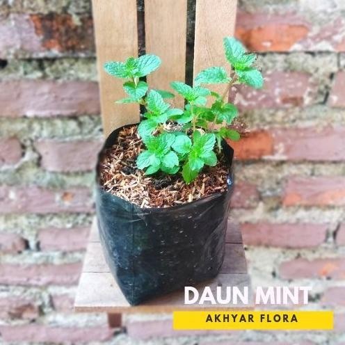 

Terlaris Tanaman Daun Mint Bibit Daun Mint