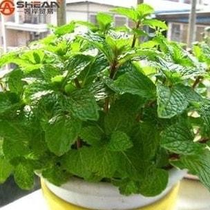 

Terlaris Bibit Bi Ji Daun Mint (Original Mint Seeds, High Quality Seeds) Import