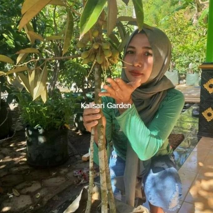 

Terlaris Bibit Pohon Buah Durian 1 Meter Up Kaki 3 Batang Besar Cepat Berbuah