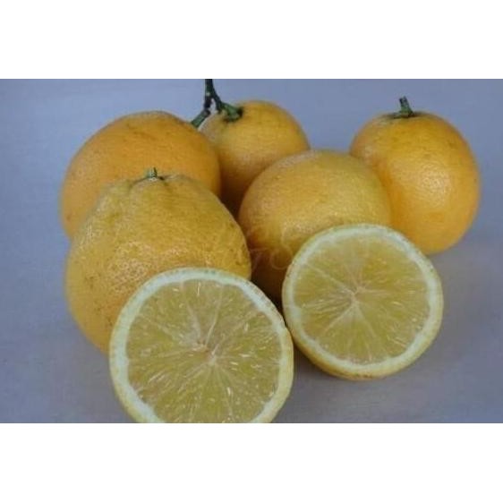 

Terlaris Obral Teercayaa Bibit Tanaman Buah Jeruk Nipis Nimas Bibit Unggul A Atzz